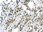 Phospho-USP28 (Ser714) Antibody in Immunohistochemistry (Paraffin) (IHC (P))