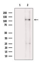 Phospho-USP28 (Ser714) Antibody in Western Blot (WB)