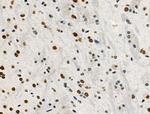 Phospho-POLR2A (Ser1616) Antibody in Immunohistochemistry (Paraffin) (IHC (P))