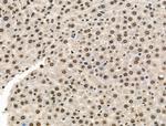 Phospho-POLR2A (Ser1616) Antibody in Immunohistochemistry (Paraffin) (IHC (P))