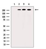 Phospho-POLR2A (Ser1616) Antibody in Western Blot (WB)