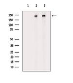 Phospho-POLR2A (Ser1616) Antibody in Western Blot (WB)