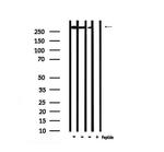 Phospho-POLR2A (Ser1616) Antibody in Western Blot (WB)