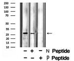 Phospho-Aquaporin 2 (Ser261) Antibody in Western Blot (WB)