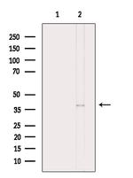 Phospho-C5AR1 (Ser334) Antibody in Western Blot (WB)