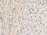 Phospho-HNRNPA0 (Ser84) Antibody in Immunohistochemistry (Paraffin) (IHC (P))