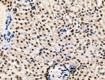 Phospho-HNRNPA0 (Ser84) Antibody in Immunohistochemistry (Paraffin) (IHC (P))