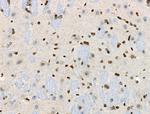 Phospho-HNRNPA0 (Ser84) Antibody in Immunohistochemistry (Paraffin) (IHC (P))