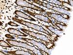 Phospho-HNRNPA0 (Ser84) Antibody in Immunohistochemistry (Paraffin) (IHC (P))