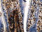 Phospho-ITGB1 (Tyr783) Antibody in Immunohistochemistry (Paraffin) (IHC (P))