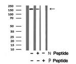 Phospho-ITGB1 (Tyr783) Antibody in Western Blot (WB)