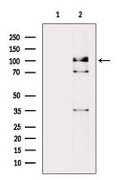 Phospho-Mdm2 (Tyr394) Antibody in Western Blot (WB)