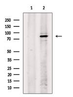 Phospho-SYK (Tyr525, Tyr526) Antibody in Western Blot (WB)