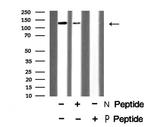 Phospho-Vinculin (Tyr1133, Tyr1065) Antibody in Western Blot (WB)