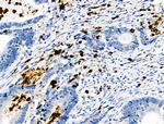 Phospho-CEACAM1 (Ser508) Antibody in Immunohistochemistry (Paraffin) (IHC (P))