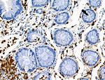 Phospho-CEACAM1 (Ser508) Antibody in Immunohistochemistry (Paraffin) (IHC (P))