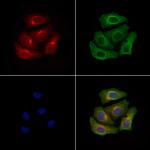 Phospho-FGFR2 (Ser782) Antibody in Immunocytochemistry (ICC/IF)