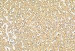 Phospho-FGFR2 (Ser782) Antibody in Immunohistochemistry (Paraffin) (IHC (P))