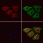 Phospho-FGFR2 (Ser782) Antibody in Immunocytochemistry (ICC/IF)