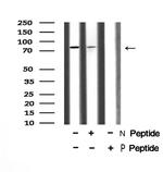 Phospho-Mre11 (Ser676) Antibody in Western Blot (WB)