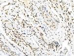 Phospho-SMAD1/SMAD9 (Ser463, Ser465) Antibody in Immunohistochemistry (Paraffin) (IHC (P))