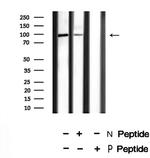 Phospho-SRPK1 (Thr601) Antibody in Western Blot (WB)