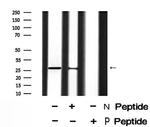 Phospho-14-3-3 sigma (Ser186) Antibody in Western Blot (WB)