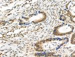 Phospho-SMC3 (Ser1083) Antibody in Immunohistochemistry (Paraffin) (IHC (P))