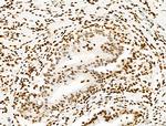 Phospho-SMC3 (Ser1083) Antibody in Immunohistochemistry (Paraffin) (IHC (P))