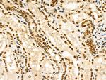 Phospho-SMC3 (Ser1083) Antibody in Immunohistochemistry (Paraffin) (IHC (P))