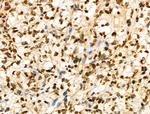 Phospho-SMC3 (Ser1083) Antibody in Immunohistochemistry (Paraffin) (IHC (P))