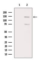 Phospho-SMC3 (Ser1083) Antibody in Western Blot (WB)