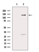 Phospho-SMC3 (Ser1083) Antibody in Western Blot (WB)