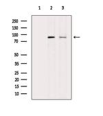 Phospho-DNM1L (Ser616) Antibody in Western Blot (WB)