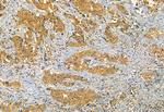 Phospho-IRF7 (Ser477) Antibody in Immunohistochemistry (Paraffin) (IHC (P))