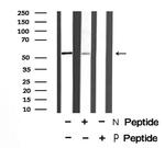 Phospho-IRF7 (Ser477) Antibody in Western Blot (WB)