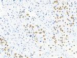 Phospho-MCM2 (Ser27) Antibody in Immunohistochemistry (Paraffin) (IHC (P))