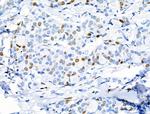 Phospho-MCM2 (Ser27) Antibody in Immunohistochemistry (Paraffin) (IHC (P))