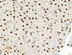 Phospho-MCM2 (Ser27) Antibody in Immunohistochemistry (Paraffin) (IHC (P))