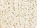 Phospho-MCM2 (Ser27) Antibody in Immunohistochemistry (Paraffin) (IHC (P))