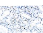 Phospho-MCM2 (Ser27) Antibody in Immunohistochemistry (Paraffin) (IHC (P))