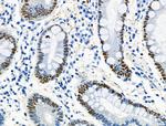 Phospho-MCM2 (Ser27) Antibody in Immunohistochemistry (Paraffin) (IHC (P))