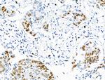 Phospho-MCM2 (Ser27) Antibody in Immunohistochemistry (Paraffin) (IHC (P))