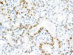 Phospho-MCM2 (Ser27) Antibody in Immunohistochemistry (Paraffin) (IHC (P))