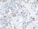 Phospho-MCM2 (Ser27) Antibody in Immunohistochemistry (Paraffin) (IHC (P))