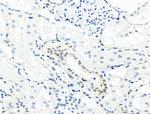 Phospho-MCM2 (Ser27) Antibody in Immunohistochemistry (Paraffin) (IHC (P))