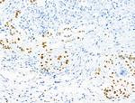 Phospho-MCM2 (Ser27) Antibody in Immunohistochemistry (Paraffin) (IHC (P))