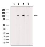 Phospho-MCM2 (Ser27) Antibody in Western Blot (WB)