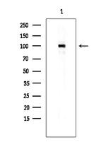 Phospho-MCM2 (Ser27) Antibody in Western Blot (WB)