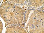 Phospho-Nudel (Thr219) Antibody in Immunohistochemistry (Paraffin) (IHC (P))